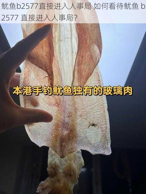 鱿鱼b2577直接进入人事局 如何看待鱿鱼 b2577 直接进入人事局？