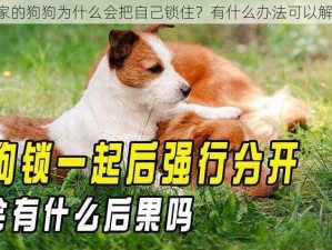 自己家的狗狗为什么会把自己锁住？有什么办法可以解决吗？