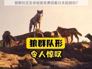 狼群社区安卓版能免费观看日本视频吗？