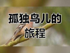 《孤独的鸟儿：深度解析玩法技巧指南》