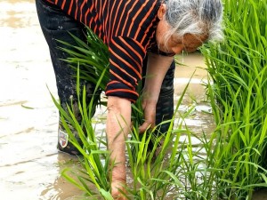 为什么插秧总是插不好？如何快速掌握插秧七十二招式？这里有图片教程