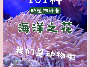 珊瑚岛潜水任务：探索海洋奥秘的实践指南