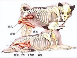 人能否和狗交配？专家解读人与狗交配的可能性及潜在风险