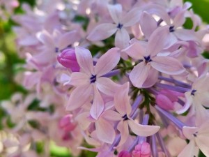 丁香花在线视频完整版_求丁香花在线视频完整版