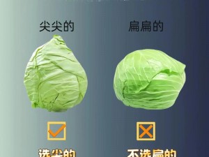 为什么这些蔬菜的口感和食用方法如此不同？如何挑选和烹饪它们？