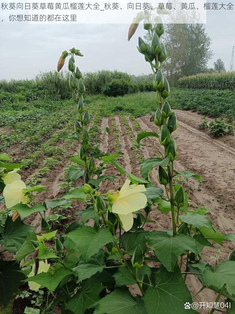 秋葵向日葵草莓黄瓜榴莲大全_秋葵、向日葵、草莓、黄瓜、榴莲大全，你想知道的都在这里