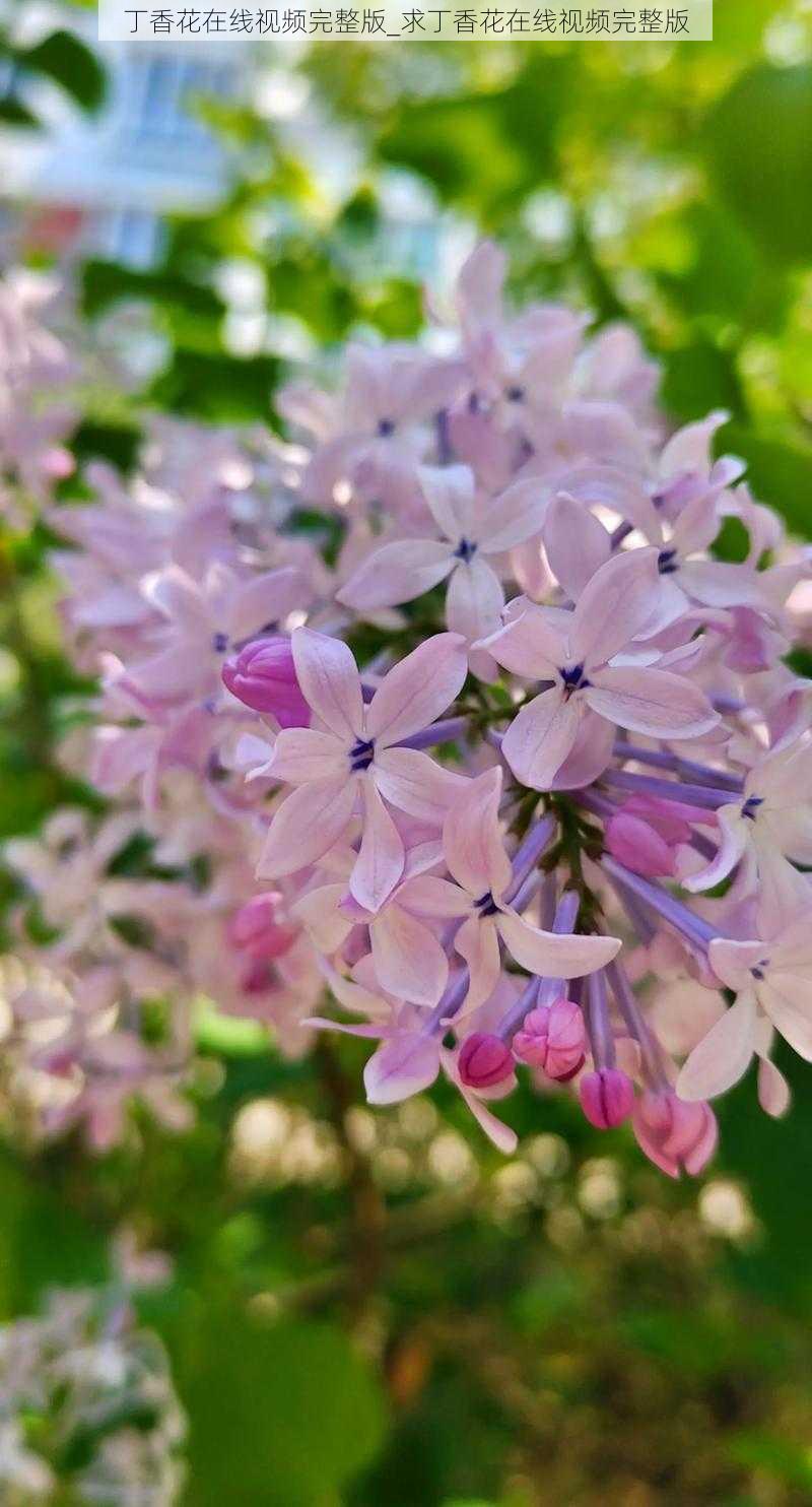 丁香花在线视频完整版_求丁香花在线视频完整版