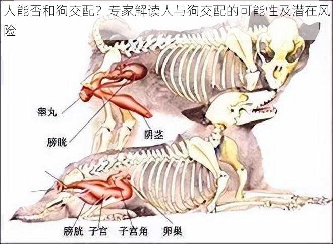 人能否和狗交配？专家解读人与狗交配的可能性及潜在风险