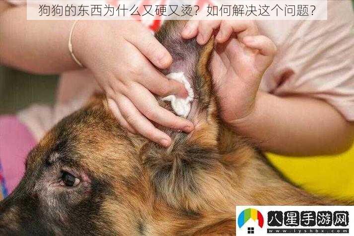 狗狗的东西为什么又硬又烫？如何解决这个问题？