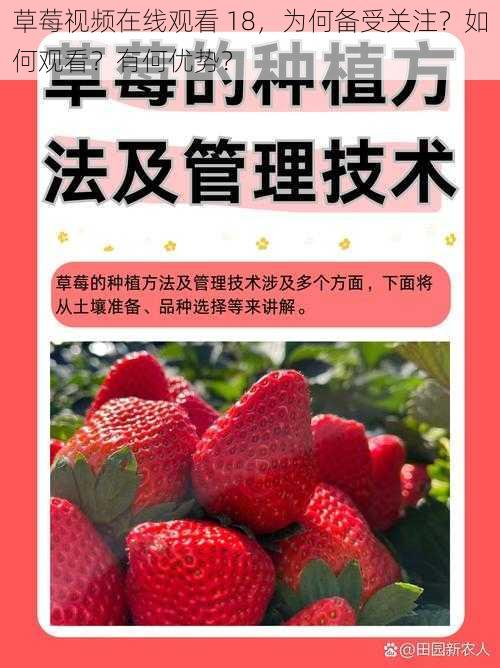 草莓视频在线观看 18，为何备受关注？如何观看？有何优势？