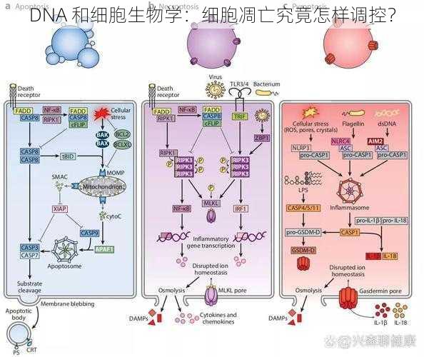 DNA 和细胞生物学：细胞凋亡究竟怎样调控？