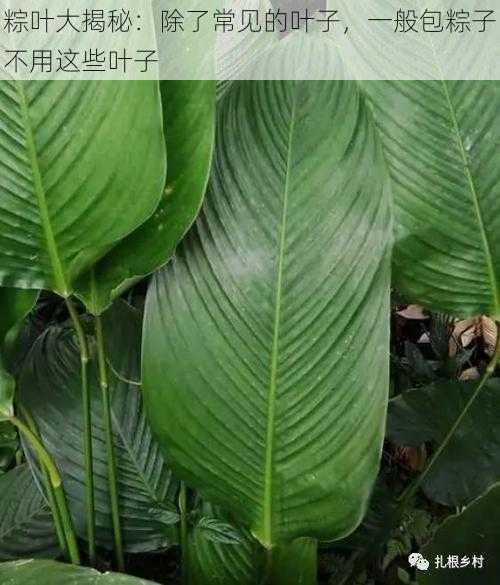 粽叶大揭秘：除了常见的叶子，一般包粽子不用这些叶子